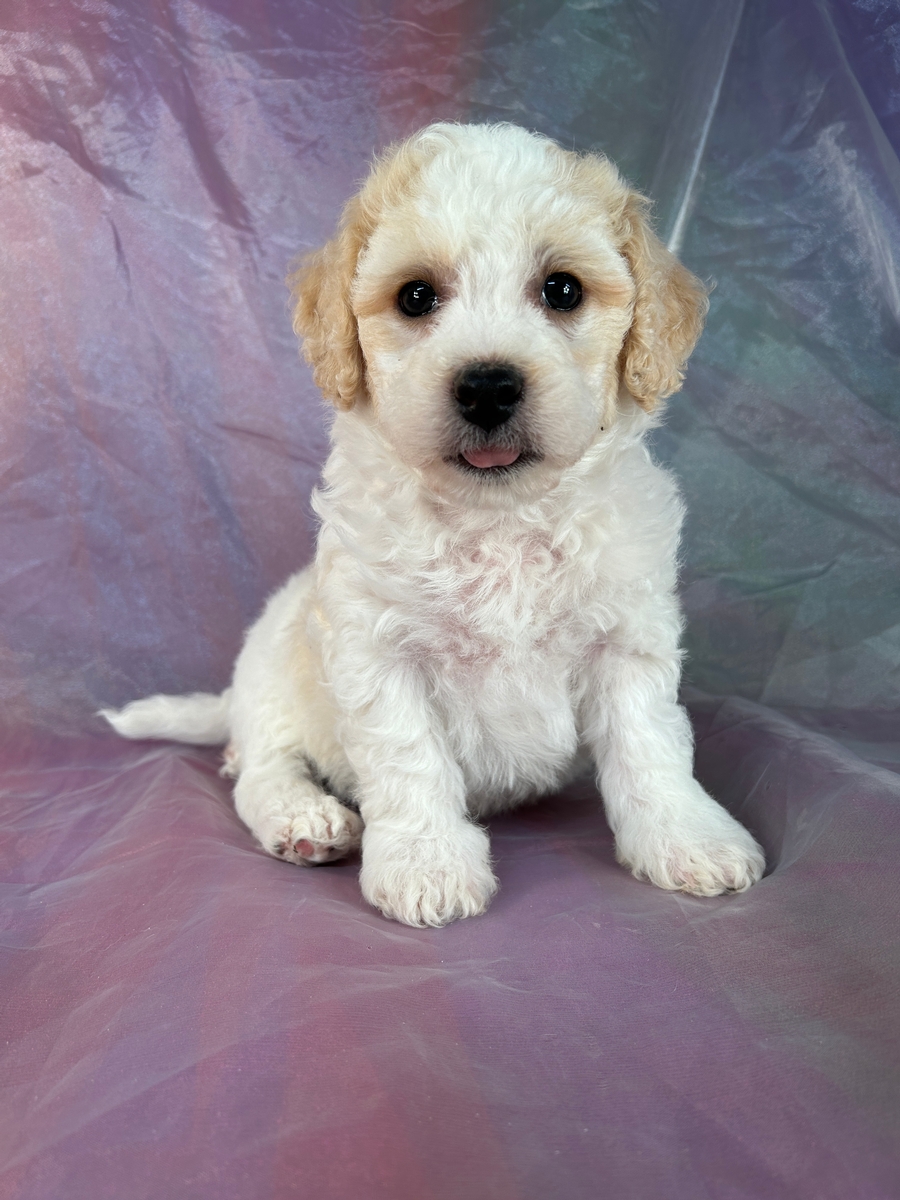 Male Bichon Poodle Puppy for Sale $650 DOB 6-14-23